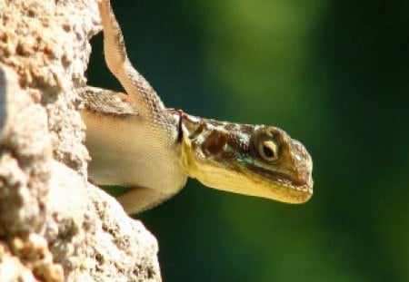 CURIOUS LIZARD - pet, animal, reptile, nature, photography, lizard