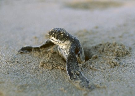 FIRST BREAK - LEATHERBACK TURTLE ON BEACH - sand, turtle, reptile, beach, photography, ocean, nature