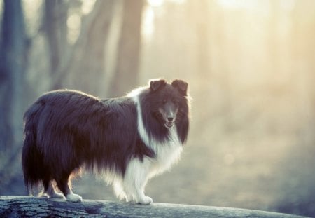 Collie - animal, collie, smile, dog