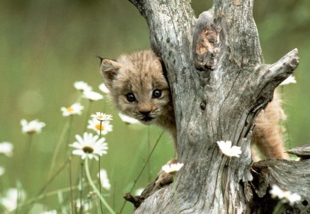 LYNX CUB WILD CAT CUTE NATURE PHOTO