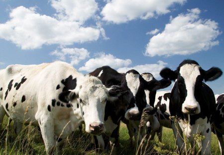 CURIOUS HOLSTEIN COWS - farm, animals, cows, photography, nature