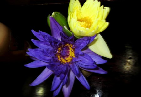 Lotus - brightly colors, lotus, yellow, purple