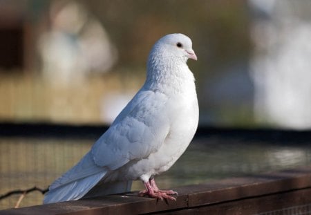 Pigeon - standing, white, pigeon, eyes