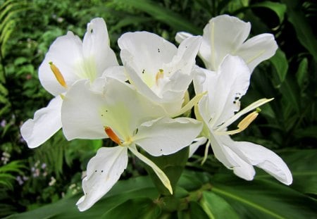 Wild flowers in the mountain - white, wild flowers, lovely, in the mountain