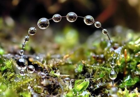 Beads of morning dew - morning, amazing, beads, dew