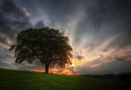 Sunset - amazing, splendor, landscape, grass, view, field, sky, clouds, sunlight, trees, beautiful, beauty, colors, lovely, tree, nature, sunset, green, peaceful