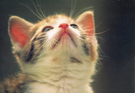 Looking up - cute, pet, tabby adorable, kitten