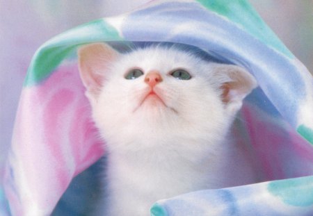 Under the bedsheet - pet, bed, sheet, kitten, cute, adorable, pink