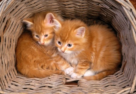 Orange fluffy balls for Kate♥ - heart, forever, balls, together, lovely, love, orange, sweet, basket, fluffy, pet, kittens, cats, animals