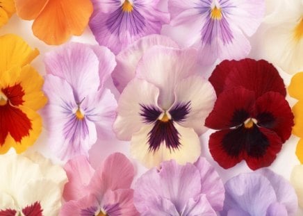 Colorful Pansies - mass, pansy, pastel, colorful, flower