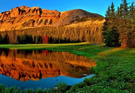 POND in REFLECTION - nature, trees, mountain, reflection, pond