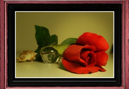 Romantic - seashell, still life, romantic, red rose