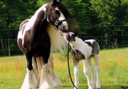 Staying close - for Betty - black, white, foal, beauty, grass, mother, gypsies