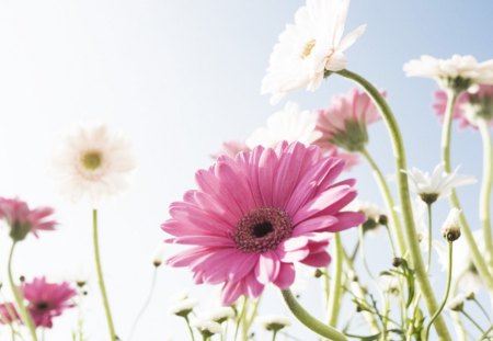 Summer day♥ - sunny, summer, forever, fields, sunshine, pink, flowers, gerberas, white, nature, bright