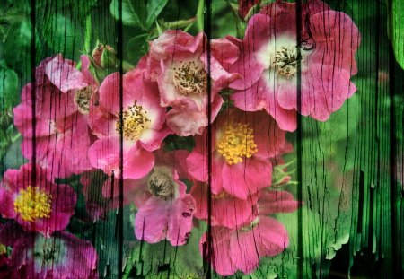 Grunge Flowers - grunge, cg, flowers, nature