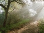 morning light on the forest path