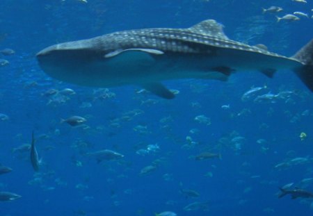 whale shark - animals, whale, fish, ocean, nature, shark