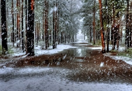 As the Snow Falls - wet, forest, road, snow