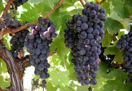 COOL GRAPES