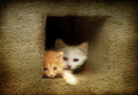 The Tollkeepers - cute, playful, sweet, kitties