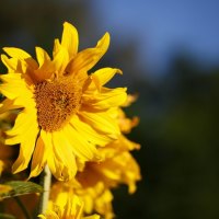 SUNSHINE FLOWER