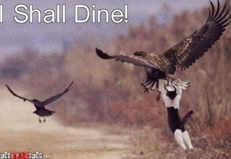 Overly Ambitious! - catch, eagle, dine, cat