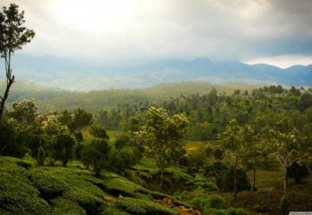 Tea Mountains - trees, green, mountains, valley, sky