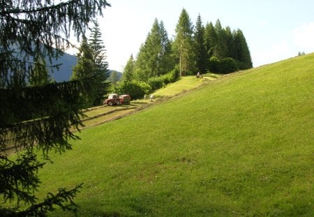 Fienagione prato alpino - fienagione, farm, hay, alpine, maso, farming, campagna, country, agricoltura, fieno, alpi