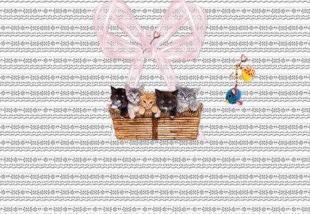 A basket of lovely kittens - nature, animals, cats, babies, pets, basket