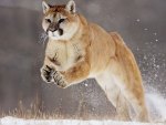 Jumping Cougar