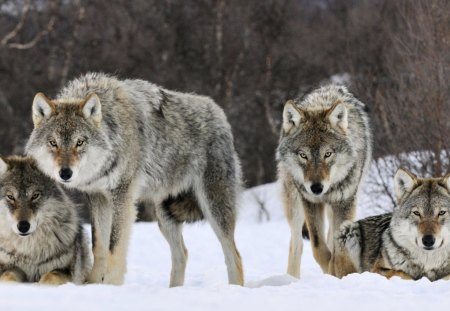 Wolf Buddies - nature, dogs, snow, stalking, wild animals, wolves