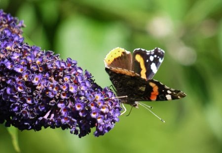 Red Admiral on Buddlia - buddlia, red admiral, summer, nectar