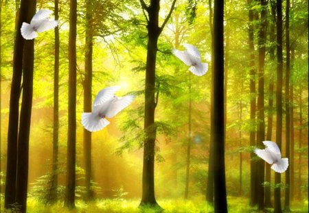 Forest serenity - calm, sunny, beautifiul, flying, forest, light, doves, flight, nice, branches, trees, lovely, glow, nature, rays, serenity, peaceful, shine