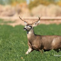 Mule Deer