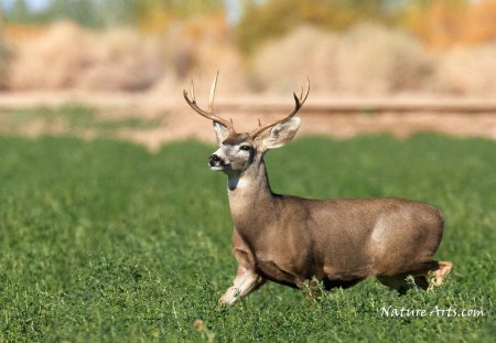 Mule Deer - animals, doe, white tail deer, deer, nature, mule deer