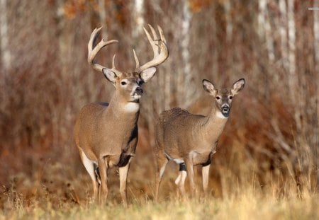 Buck and Doe - nature, wildlife, buck, animals, doe, deer herd, deer