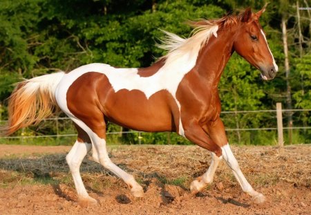 Trotting Paint - paint horse, animals, ponies, white, horses, nature, trotting horses, brown, horse