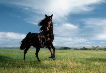 Wild Black Stallion - horses, nature, wild horses, animals, stallions, mare