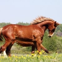 Graceful Brown Horse