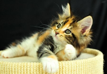 Resting kitty - resting, small, sweet, rest, cat, fluffy, animal, kitten, look, cute, adorable, kitty