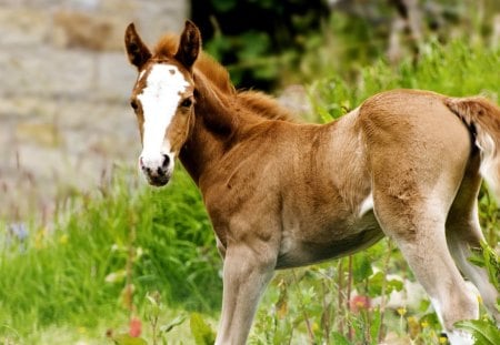 Wild Foal - pony, nature, colt, foal, filly, horse, animals