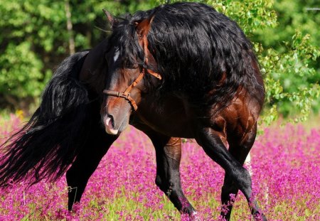 Beautiful Horse - horses, flower, animals, brown horse, mane, nature