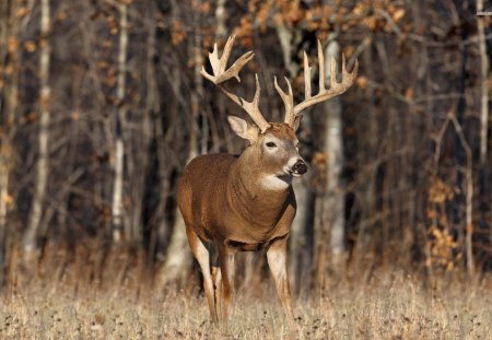 Buck in the Meadow - fawn, wildlife, animals, antlers, buck, doe, nature