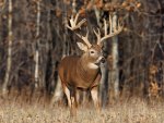 Buck in the Meadow