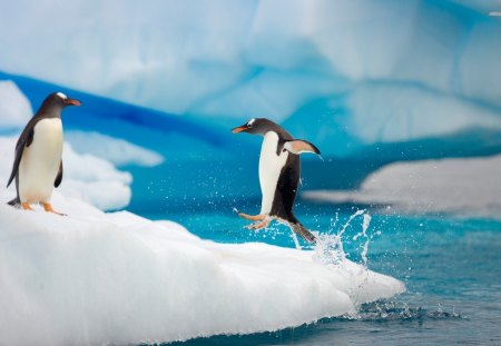 2 Penguins Greeting Eachother - ice, baby penguins, nature, penguins, animals, wildlife