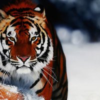 Tiger in Snow