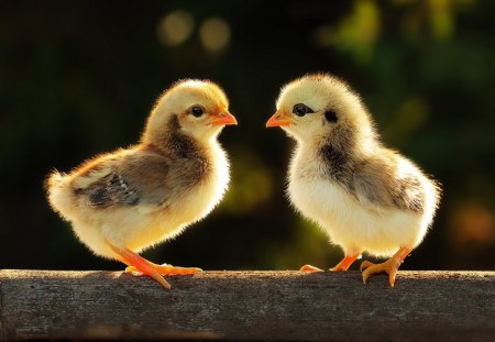 Adorable chickens - two, chickens, adorable, playing, bird, wood, yellow, looking, chicks, animal, sweet, friends, cute