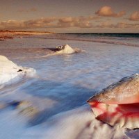 Sea Shells