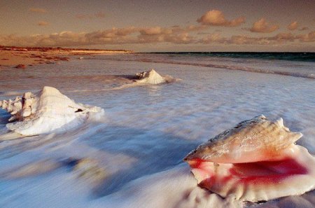 Sea Shells - beach, marines, recon, shells, sunset, waves, marine corps, usmc, sea