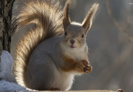 A Squirrel - nuts, wildlife, bushy tail, squirrel, sqiuridae, rodent, animals